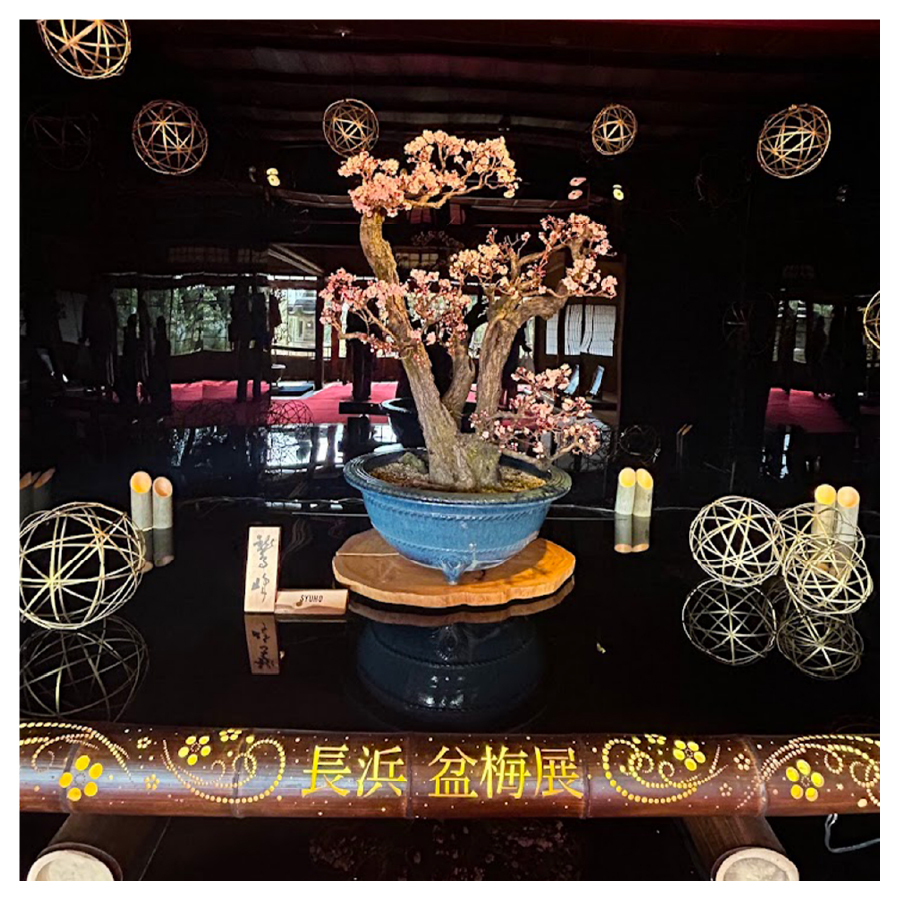 日本最大の『盆梅展』