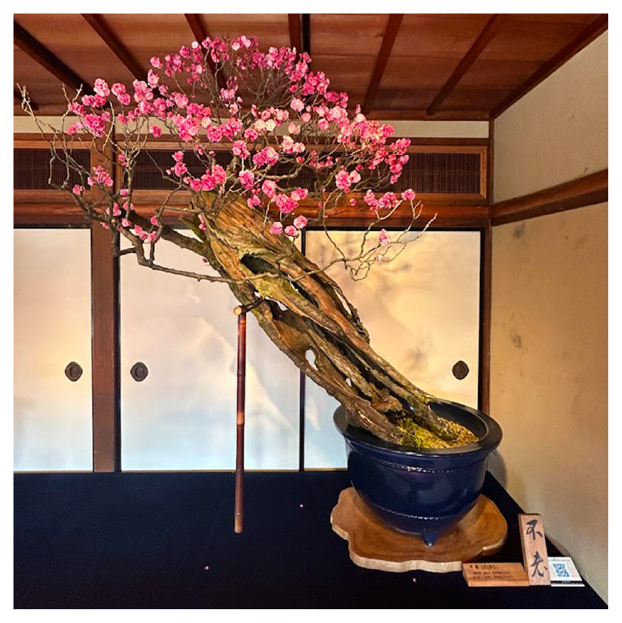 樹齢400年のダイナミックな梅は圧巻!!!!